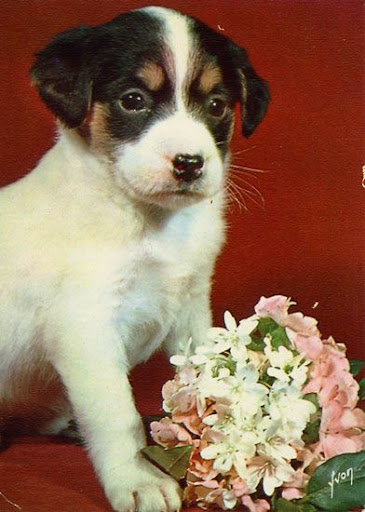 Cartes Postales Pop et Kitsch des années 50, 70 et 70 Cute dogs / Gentils chiens