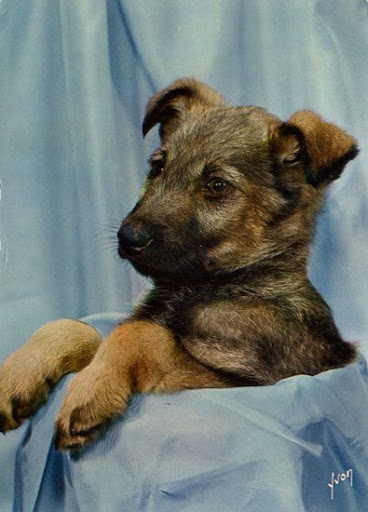 Cartes Postales Pop et Kitsch des années 50, 70 et 70 Cute dogs / Gentils chiens