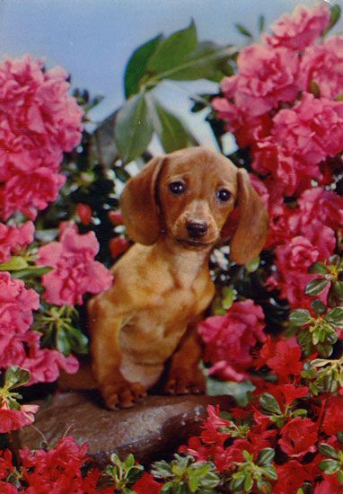 Cartes Postales Pop et  Kitsch des années 50, 70 et 70 Dachshund : Musician or porn star ? - Teckels cruels