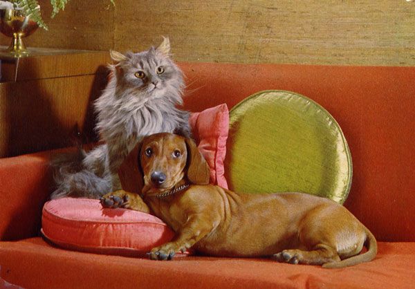 Cartes Postales Pop et  Kitsch des années 50, 70 et 70 Dachshund : Musician or porn star ? - Teckels cruels