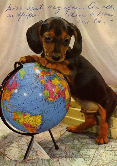 Cartes Postales Pop et  Kitsch des années 50, 70 et 70 Dachshund : Musician or porn star ? - Teckels cruels