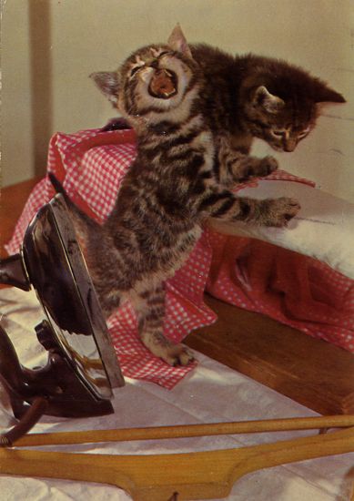 Cartes Postales Pop et Kitsch des années 50, 70 et 70 - Pop and kitsch vintage postcards from the fifties, the sixties and the seventies : Chiens et chats fort occupés