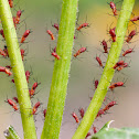 Brown Ambrosia Aphids