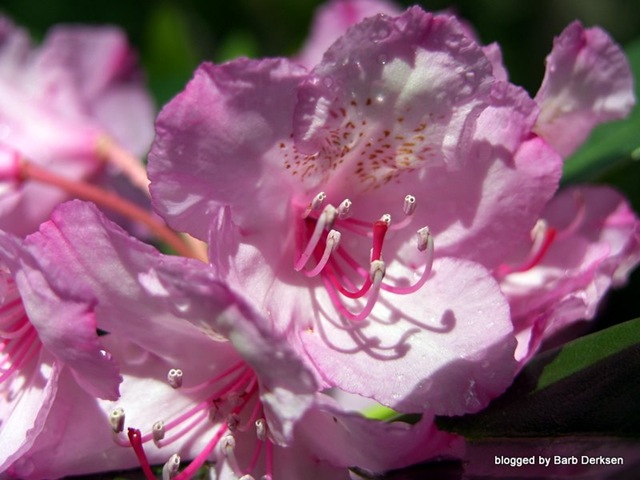 [rhododendron-15[4].jpg]