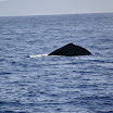 IMG_6142.JPG