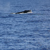 IMG_6158.JPG