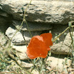 Flucke60.jpg