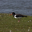 sylt-picasa_194.jpg