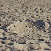 sylt-picasa_084.jpg