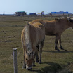sylt-picasa_101.jpg