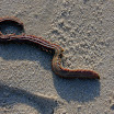 sylt-picasa_113.jpg