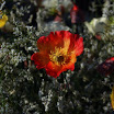 sylt-picasa_168.jpg