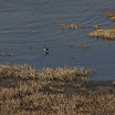 sylt-picasa_178.jpg