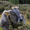 upload-suedtirol087.jpg