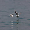 06-2009-bodensee-124.jpg