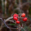 _MG_1659.JPG