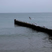 _MG_7020.JPG