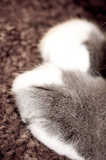 IMAGE: http://lh6.ggpht.com/_DZkpCgoYoRs/SxmQzSJD3EI/AAAAAAAABXY/RMZDIme95h0/s512/IMG_1332.jpg