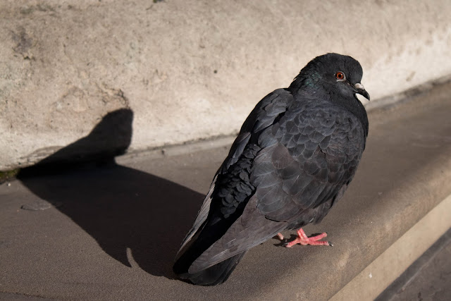 IMAGE: http://lh6.ggpht.com/_DZkpCgoYoRs/SxmRVGoMFCI/AAAAAAAABYQ/G8vMRpxDItU/s640/IMG_1373.jpg