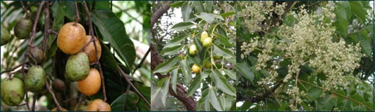 [JOBOS EN EL ARBOL[4].jpg]