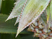 P1000469.JPG