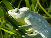 cameleon.JPG