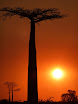 baobab et coucher de soleil.JPG