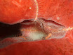 P4240084.JPG