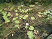 P7050009.JPG