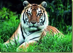 south-china-tiger