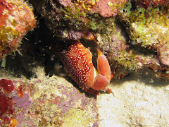 Krab