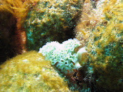 Lettuce Seaslug