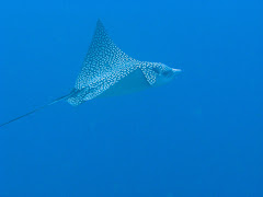 Eagle ray