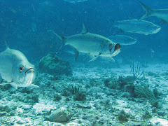 Tarpons in de Blue Hole