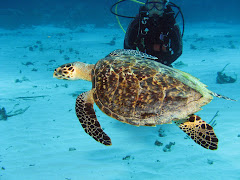 Schildpad