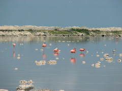 Flamingo's
