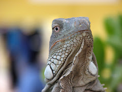 Leguaan