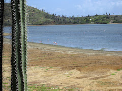 Flamingo's in het Washington-Slagbaai Nationaal Park