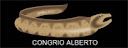 alberto