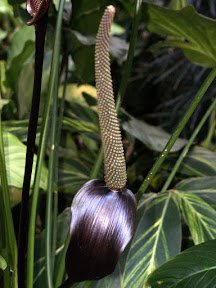  Anthurium Plant