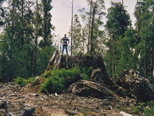 large tree stump 00