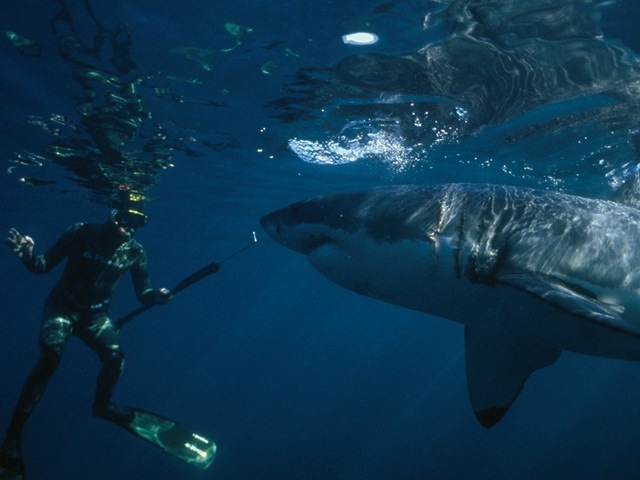 [great-white-shark_www.wonders-world.com_000[2].jpg]