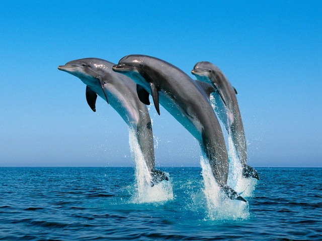 [animals_www.wonders-world.com_008[2].jpg]