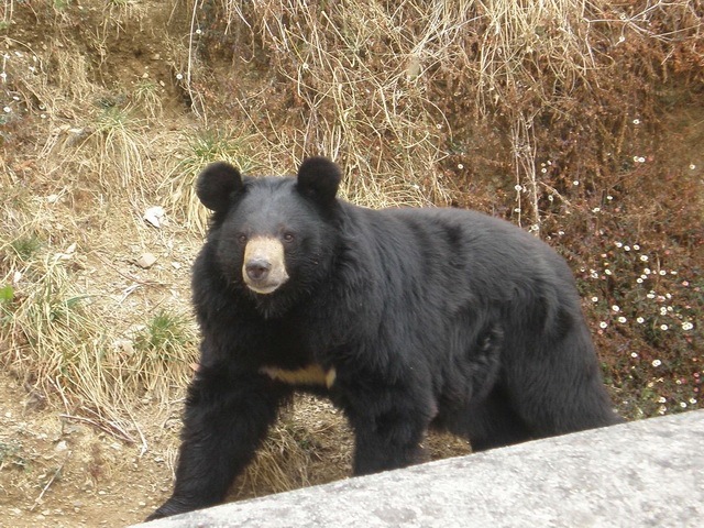 [list of major species bears_www.wonders-world.com_1203[2].jpg]