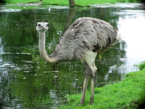 Ostrich biggest, strongest, fastest bird in the World_www.wonders-world.com_1
