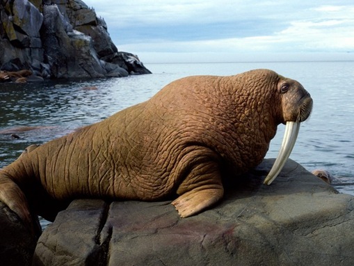 endangered walrus