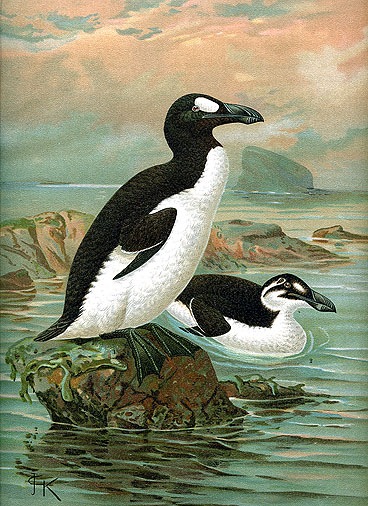 [keulemansgreatauk_1[3].jpg]