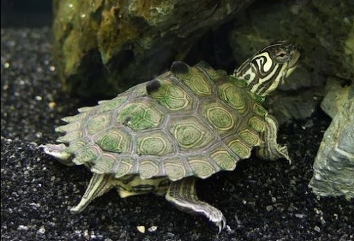 alabama map turtle. The Barbour#39;s Map Turtle is