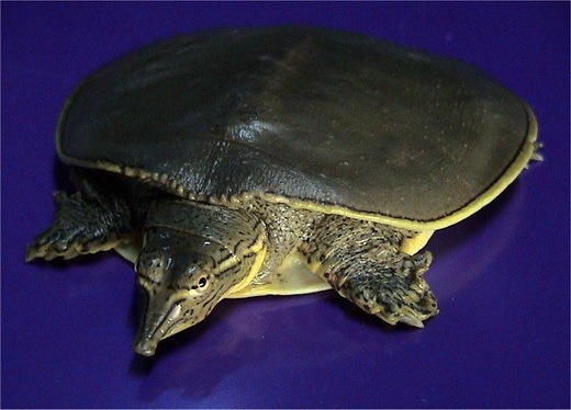 [weird species of Turtles 18[3].jpg]