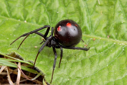 black widow spider bites images. Black Widow